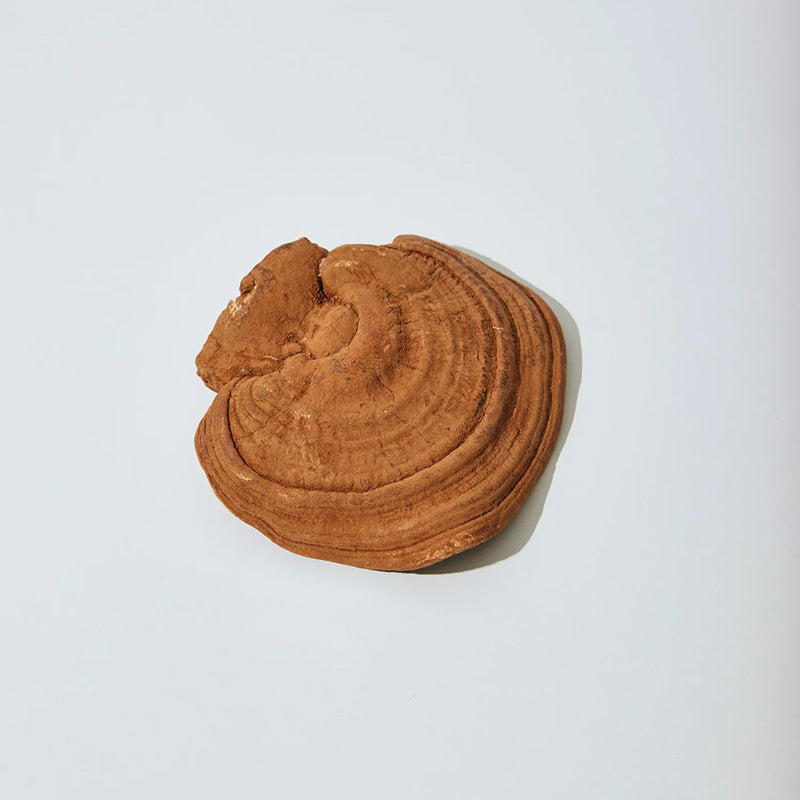 Power - Endurance + Recovery - Shroomy Adaptogenic Blend